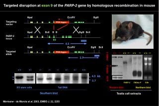 Targeted disruption at exon 9 of the PARP-2 gene by homologous recombination in mouse