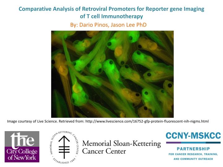 comparative analysis of retroviral promoters for reporter gene imaging of t cell immunotherapy