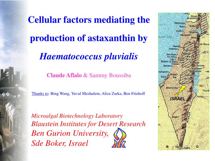 cellular factors mediating the production of astaxanthin by haematococcus pluvialis