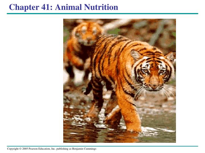 chapter 41 animal nutrition