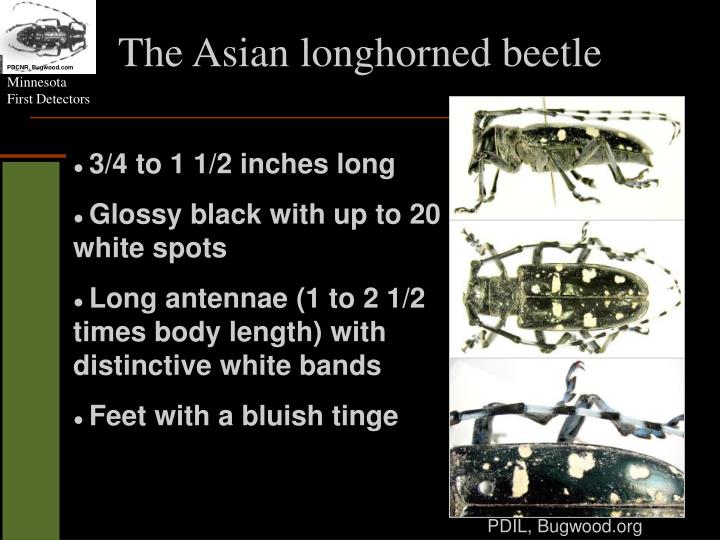 the asian longhorned beetle