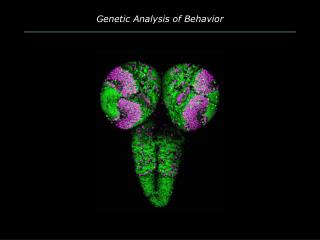 Genetic Analysis of Behavior