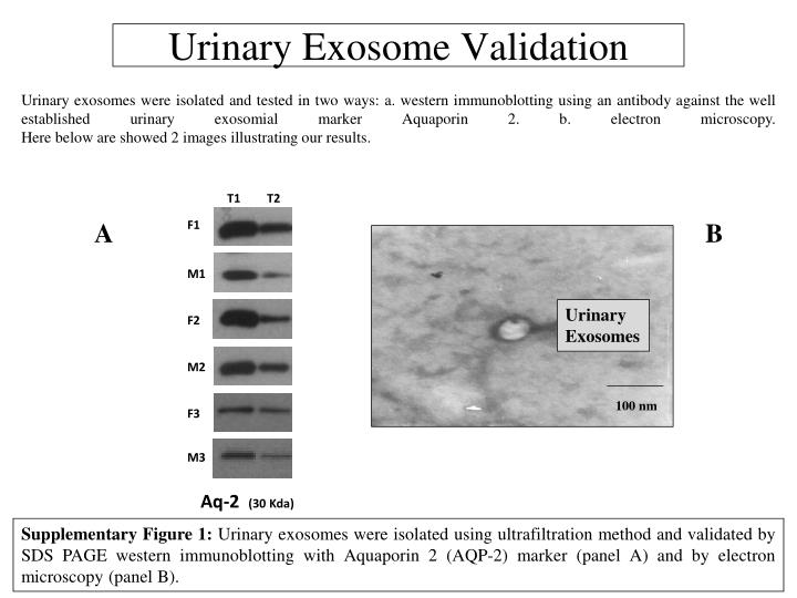 urinary exosome validation