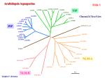 Analysis of Aquaporins in Arabidopsis: Gene Structures and Functions - slide 1