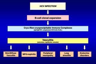 HCV INFECTION
