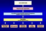 HCV INFECTION - slide 1