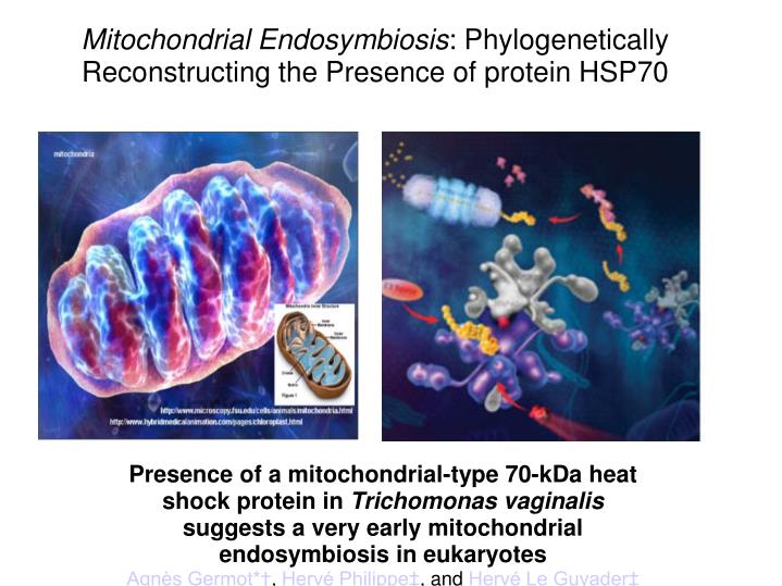 mitochondrial endosymbiosis phylogenetically reconstructing the presence of protein hsp70