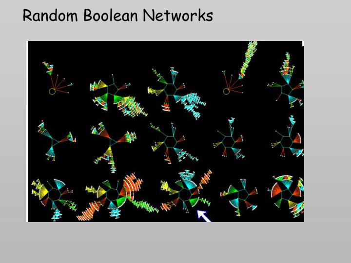 random boolean networks