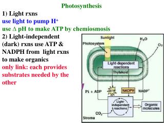 Photosynthesis 1) Light rxns use light to pump H + use ? pH to make ATP by chemiosmosis