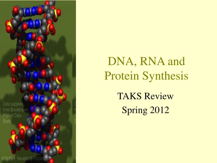 dna rna and protein synthesis
