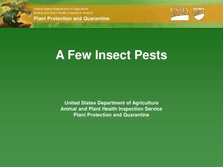 A Few Insect Pests