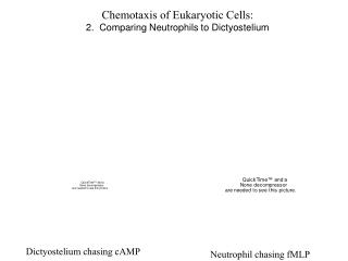 Chemotaxis of Eukaryotic Cells: 2. Comparing Neutrophils to Dictyostelium