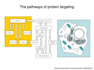 The pathways of protein targeting