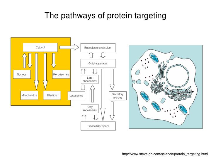 the pathways of protein targeting