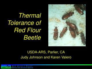 Thermal Tolerance of Red Flour Beetle
