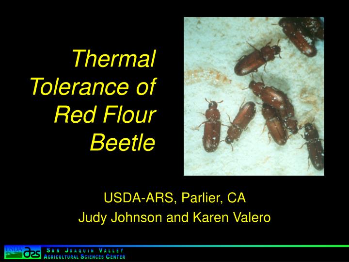 thermal tolerance of red flour beetle
