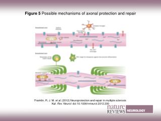 Figure 5 Possible mechanisms of axonal protection and repair