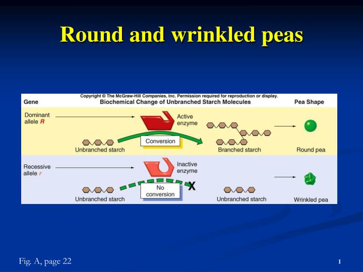 round and wrinkled peas