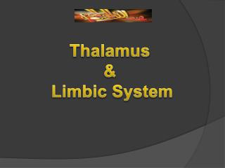 Thalamus &amp; Limbic System