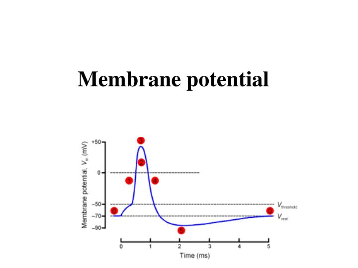 membrane potential