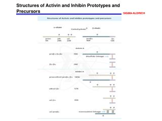 Structures of Activin and Inhibin Prototypes and Precursors