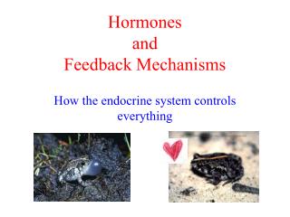 Hormones and Feedback Mechanisms