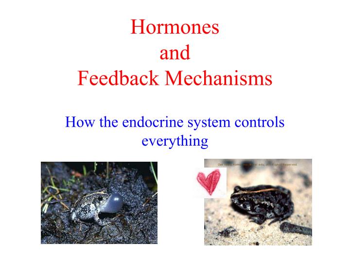 hormones and feedback mechanisms