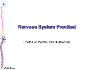 Nervous System Practical