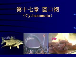 第十七章 圆口纲 （ Cyclostomata ）