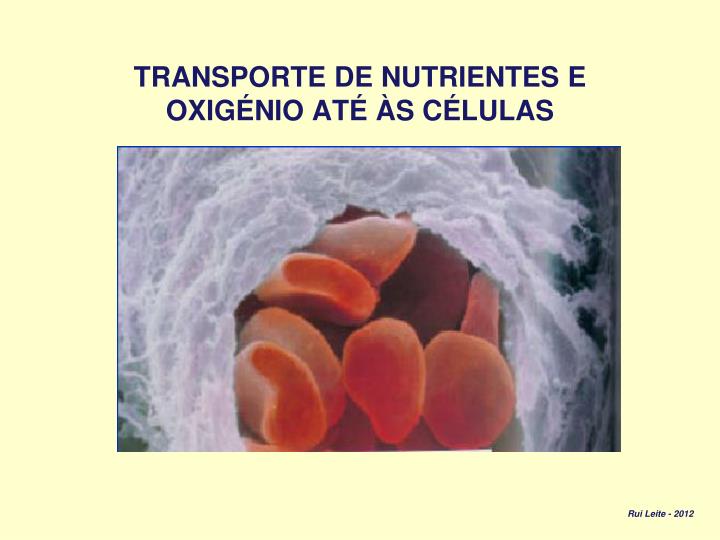 transporte de nutrientes e oxig nio at s c lulas