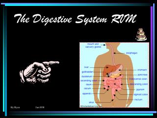 The Digestive System RVM