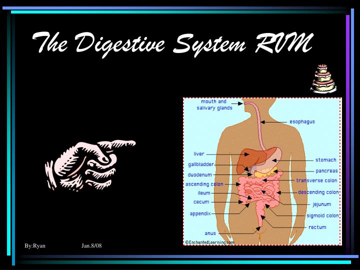 the digestive system rvm