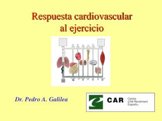 respuesta cardiovascular al ejercicio