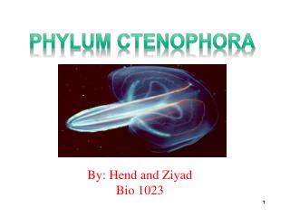 Phylum Ctenophora