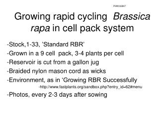 Growing rapid cycling Brassica rapa in cell pack system
