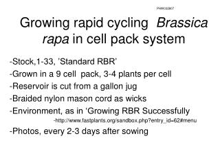 growing rapid cycling brassica rapa in cell pack system