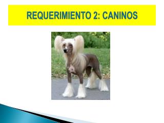 requerimiento 2 caninos