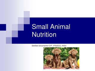 Small Animal Nutrition