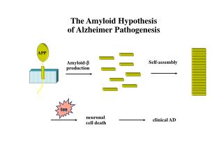 The Amyloid Hypothesis of Alzheimer Pathogenesis