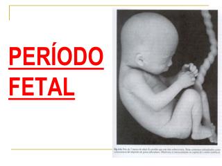 per odo fetal