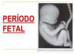 PERÍODO FETAL - slide 1