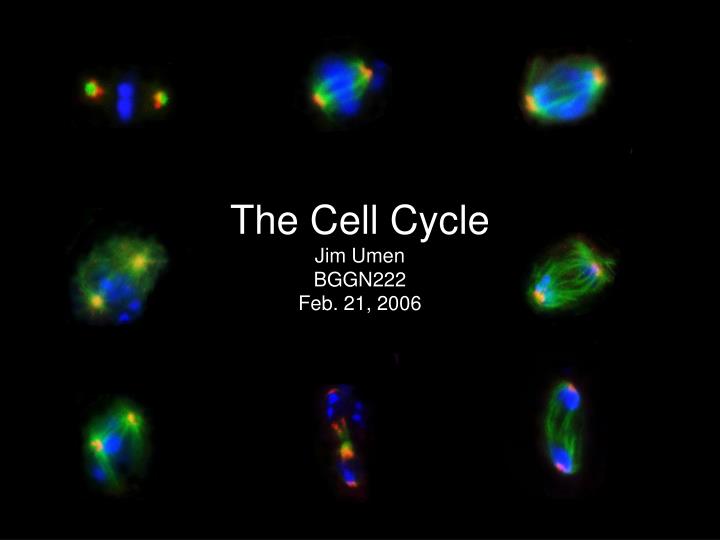 the cell cycle jim umen bggn222 feb 21 2006