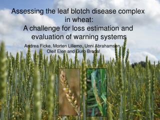 Assessing the leaf blotch disease complex in wheat: A challenge for loss estimation and