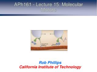 APh161 - Lecture 15: Molecular Motors