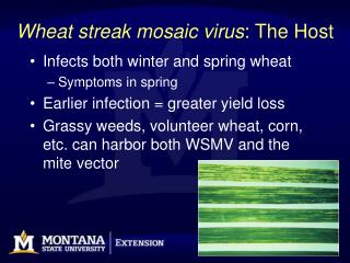 Wheat streak mosaic virus : The Host