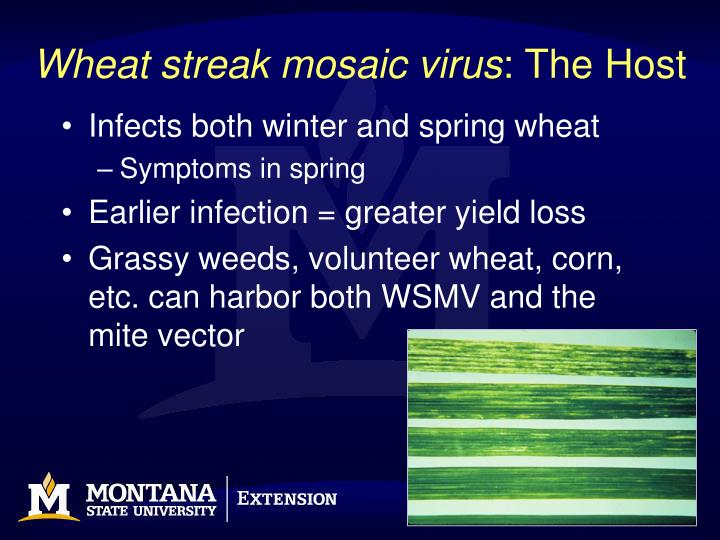 wheat streak mosaic virus the host
