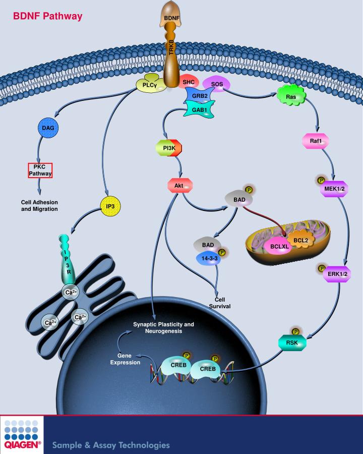 bdnf pathway