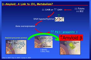 ?- Amyloid; A Link to CH 3 Metabolism?