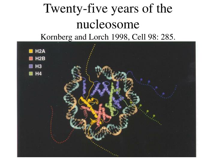 twenty five years of the nucleosome kornberg and lorch 1998 cell 98 285