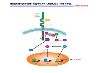 Transcription Factor Regulation (CREB, Elk-1 and c-Fos)